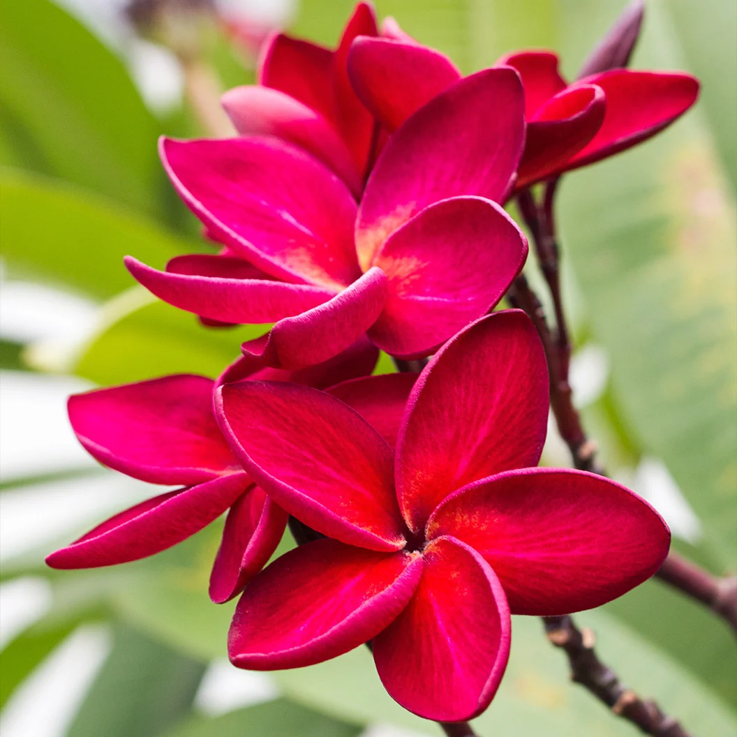 Red Plumeria Plant 2 Red Plumeria Plant