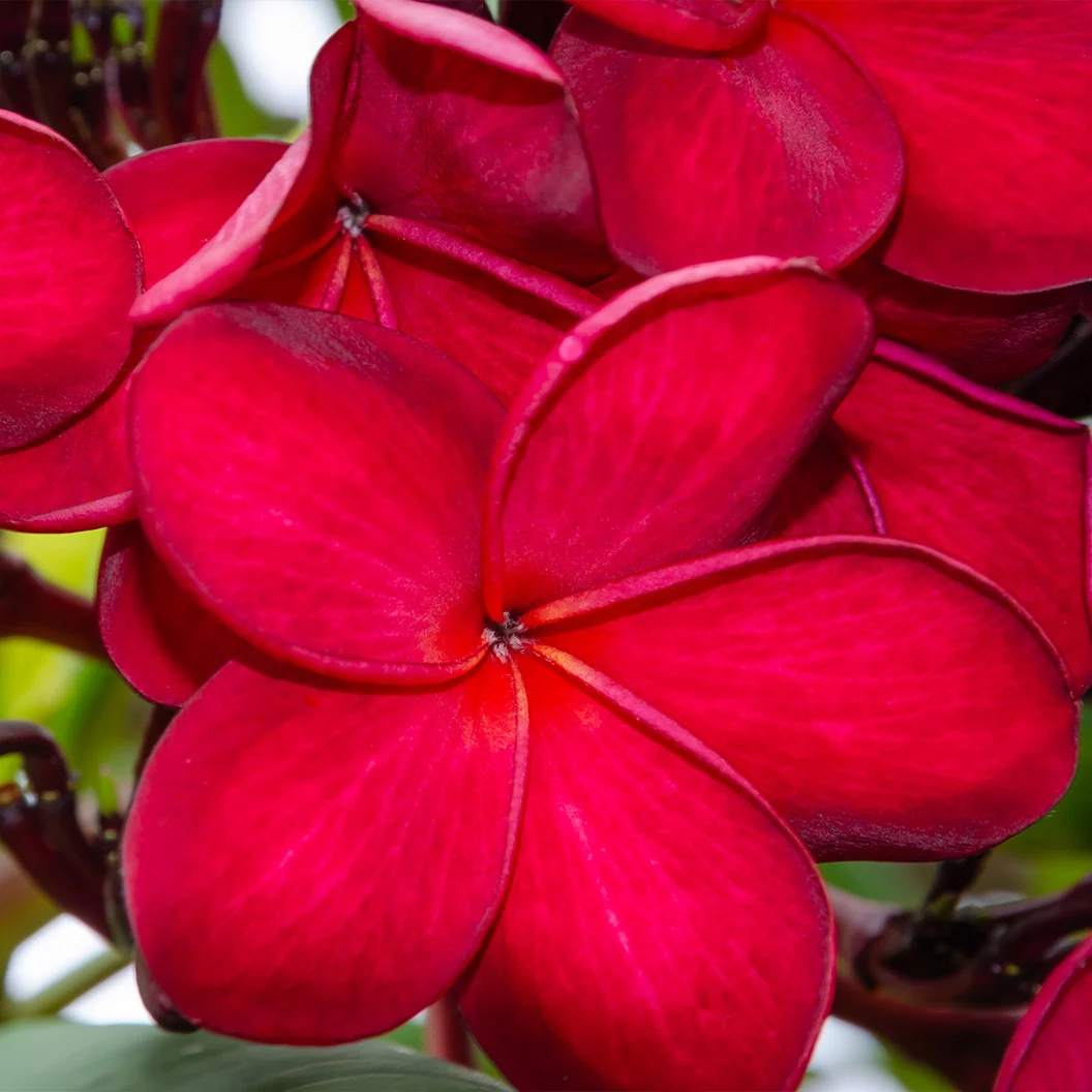 Red Plumeria Plant 3 Red Plumeria Plant