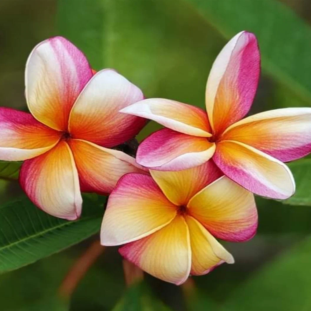 Rainbow Plumeria Plant 2 Rainbow Plumeria Plant