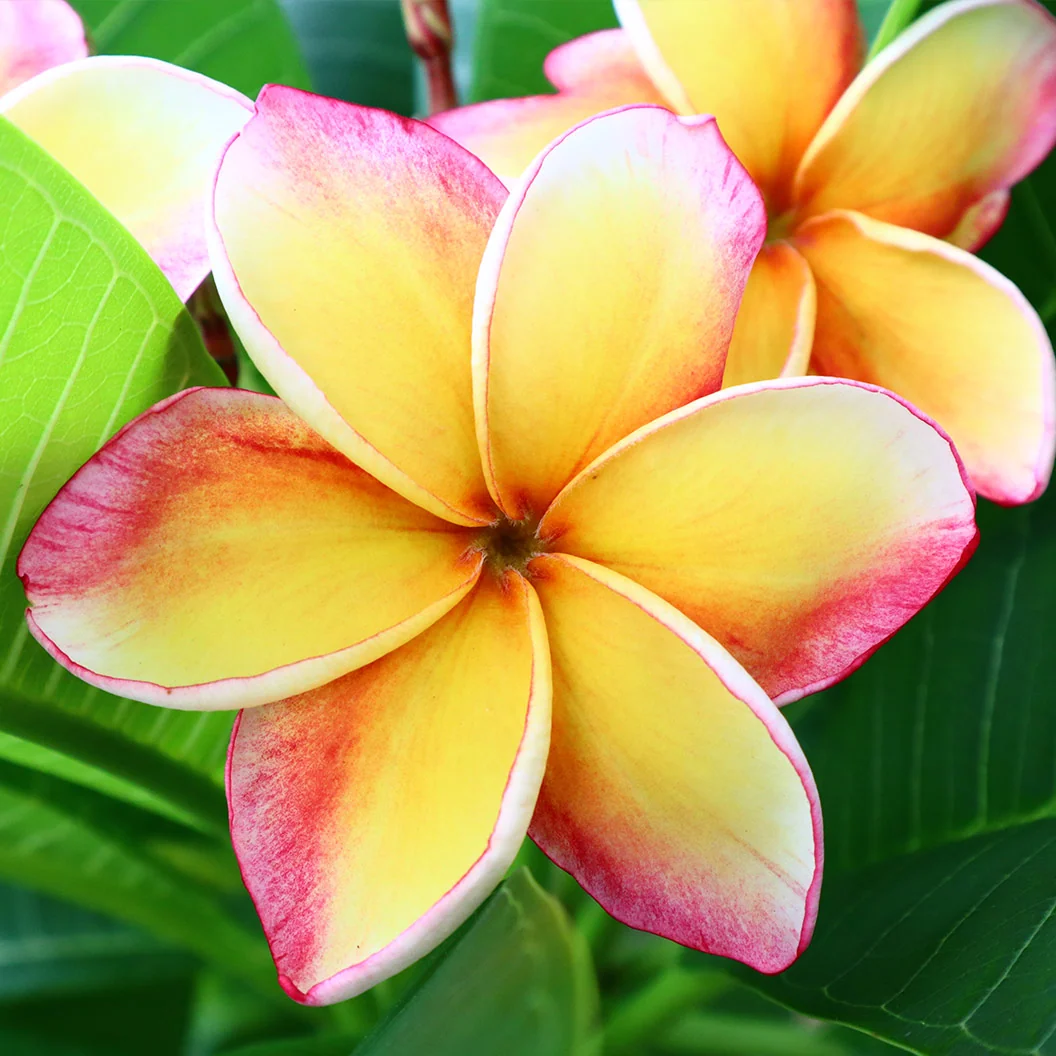 Rainbow Plumeria Plant 3 Rainbow Plumeria Plant