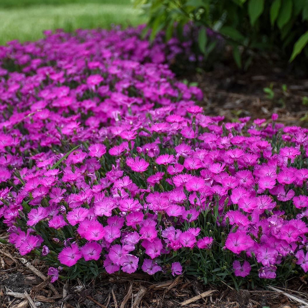 Proven Winners® Paint the Town Fuchsia Dianthus Plant 1 Proven Winners® Paint the Town Fuchsia Dianthus Plant