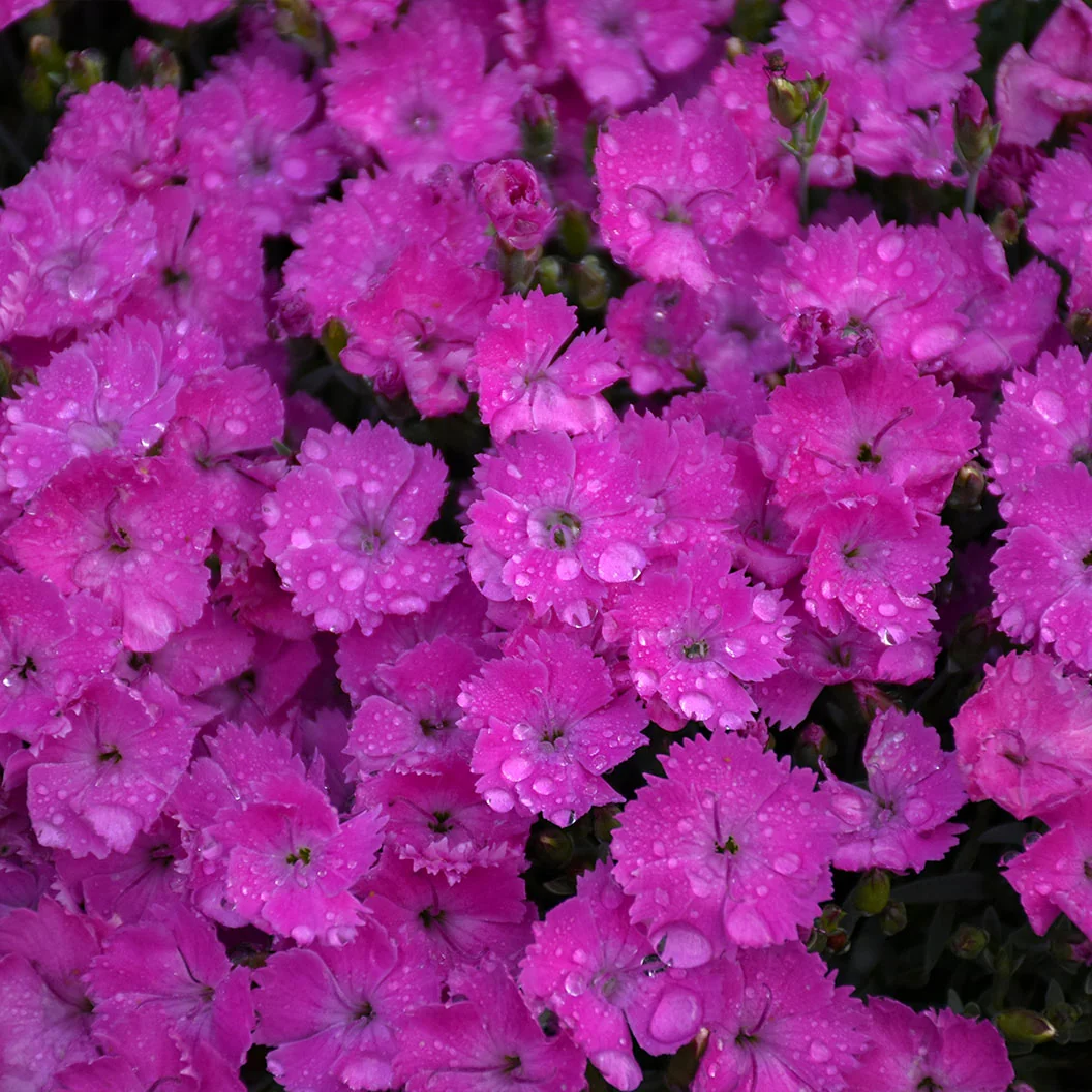 Proven Winners® Paint the Town Fuchsia Dianthus Plant 3 Proven Winners® Paint the Town Fuchsia Dianthus Plant