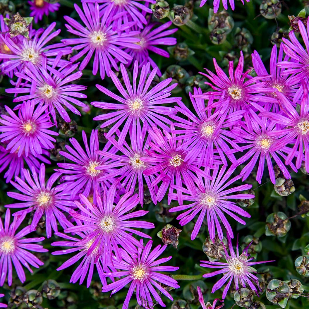 Delosperma Flashmob™ Electric Slide Ice Plant 1 Delosperma Flashmob™ Electric Slide Ice Plant