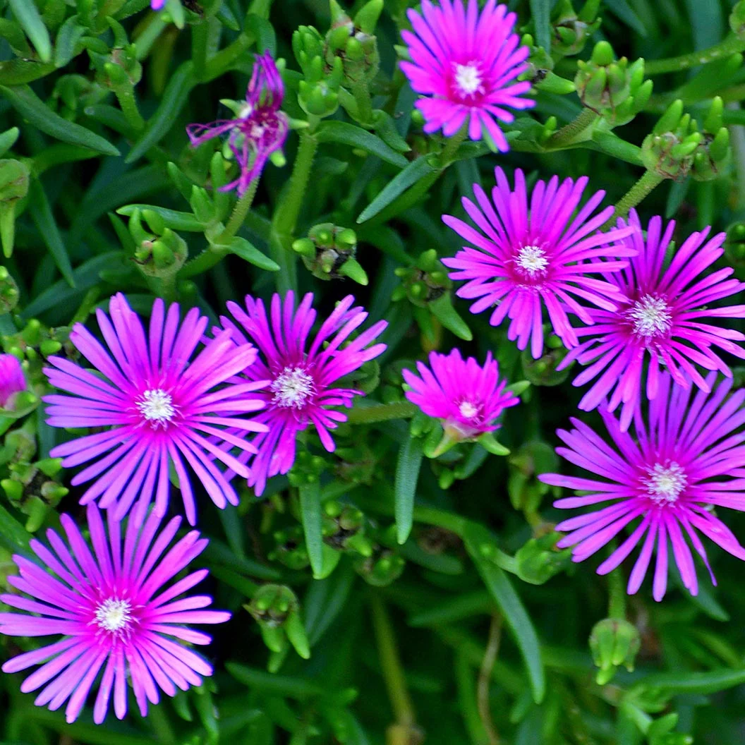 Delosperma Flashmob™ Electric Slide Ice Plant 3 Delosperma Flashmob™ Electric Slide Ice Plant