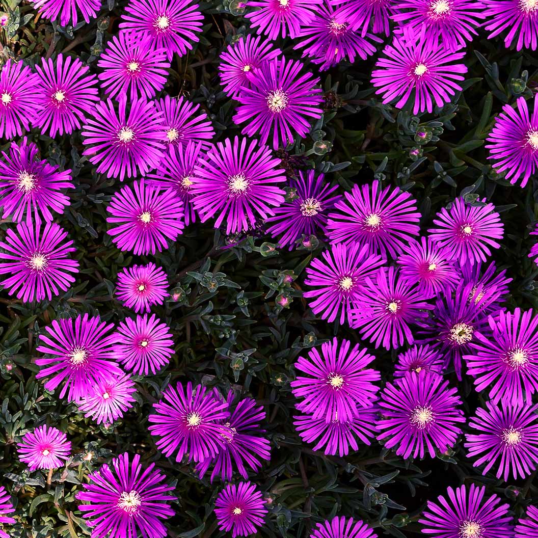 Delosperma Flashmob™ Electric Slide Ice Plant 4 Delosperma Flashmob™ Electric Slide Ice Plant
