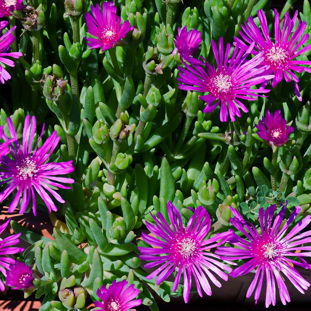 Delosperma Flashmob™ Electric Slide Ice Plant 5 Delosperma Flashmob™ Electric Slide Ice Plant