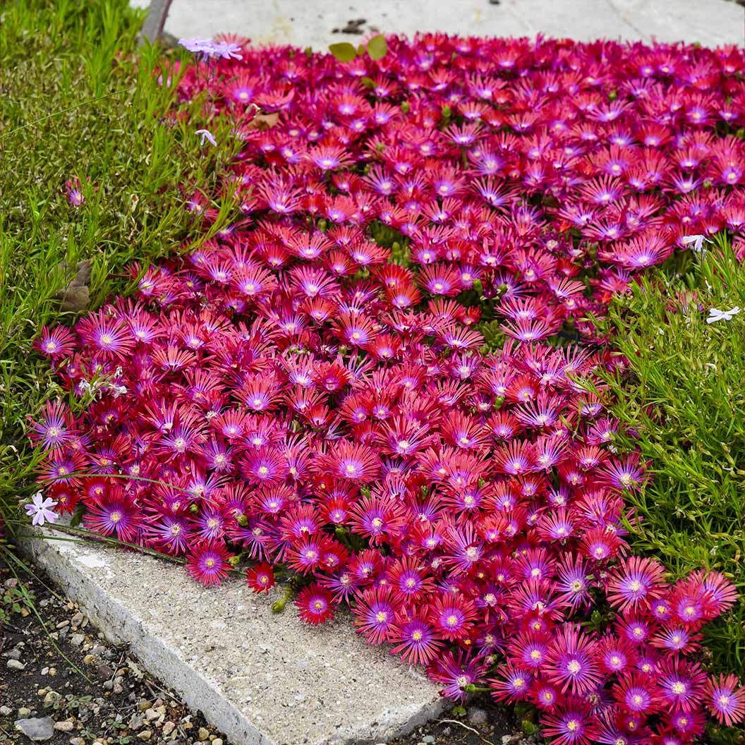 Delosperma Flashmob™ Action Shot Ice Plant 2 Delosperma Flashmob™ Action Shot Ice Plant