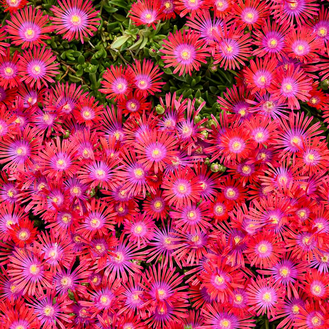 Delosperma Flashmob™ Action Shot Ice Plant 3 Delosperma Flashmob™ Action Shot Ice Plant