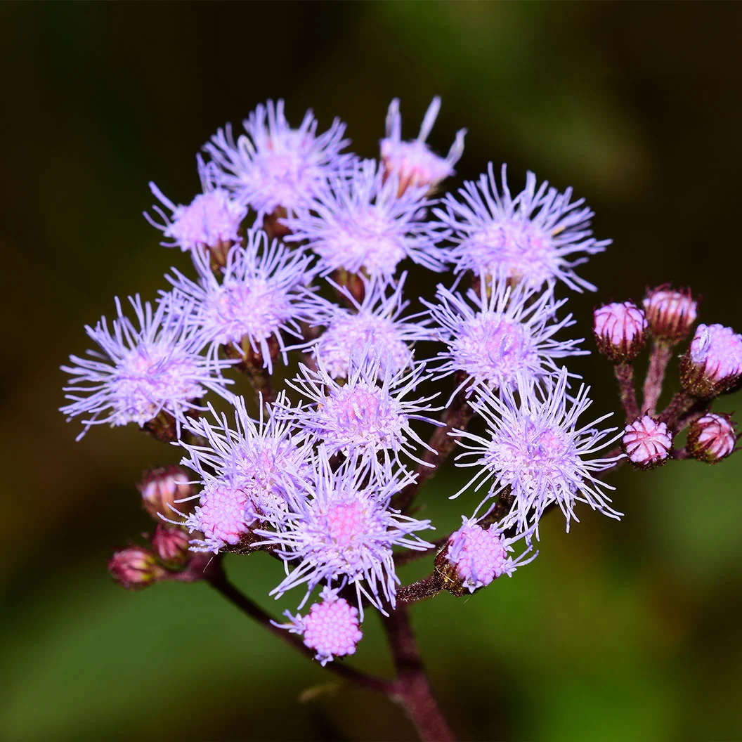 Gregg's Mistflower Plant 1 Gregg's Mistflower Plant