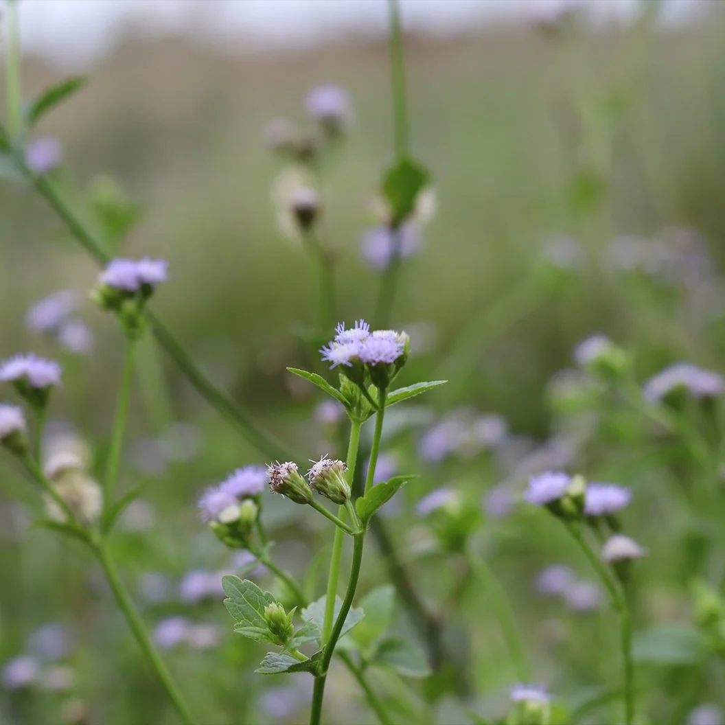 Gregg's Mistflower Plant 3 Gregg's Mistflower Plant