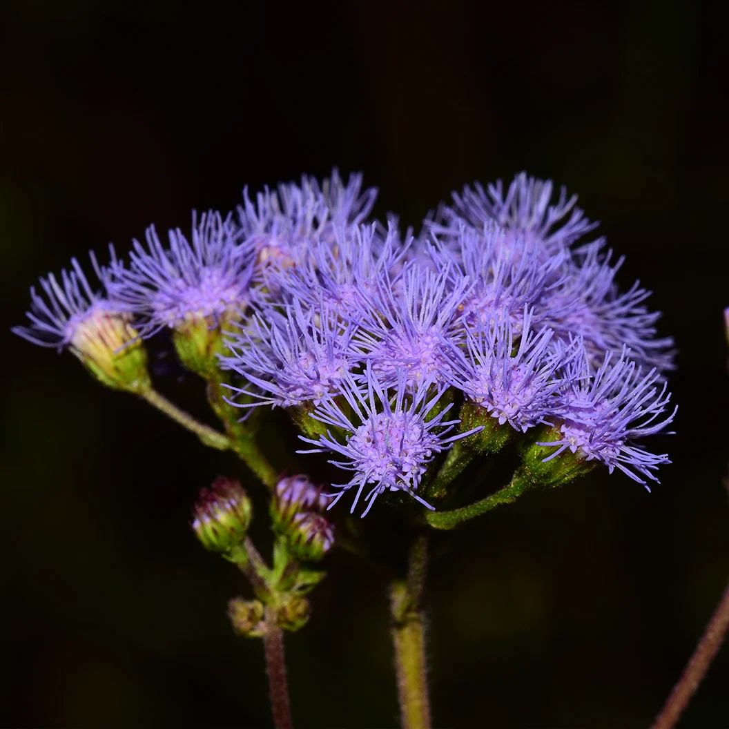 Gregg's Mistflower Plant 4 Gregg's Mistflower Plant
