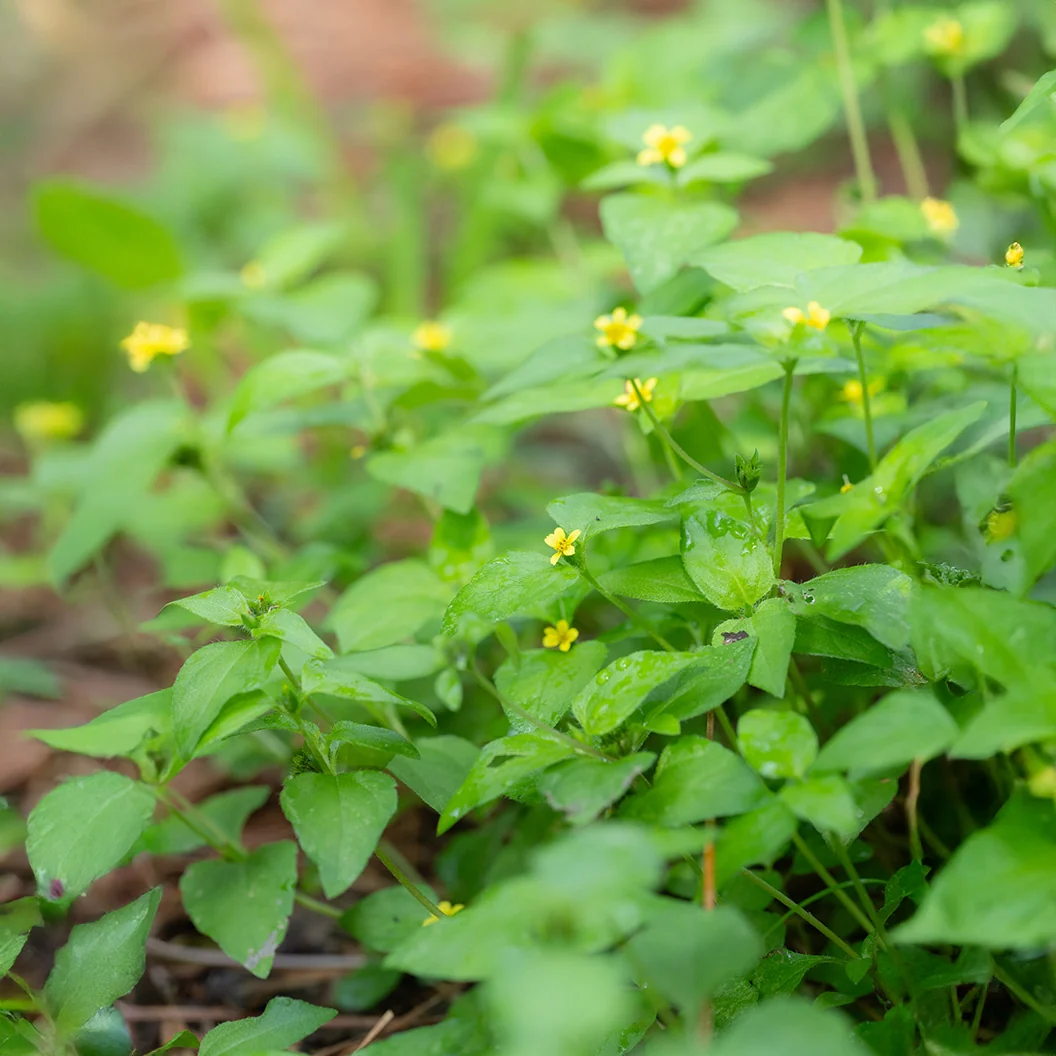 Horseherb Plant 2 Horseherb Plant