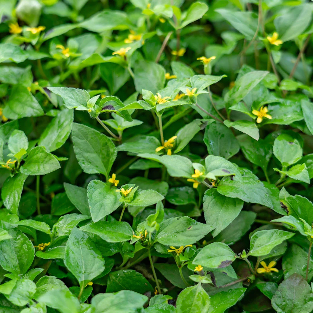 Horseherb Plant 3 Horseherb Plant