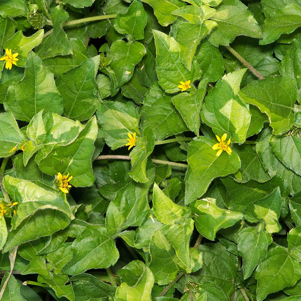 Horseherb Plant 4 Horseherb Plant