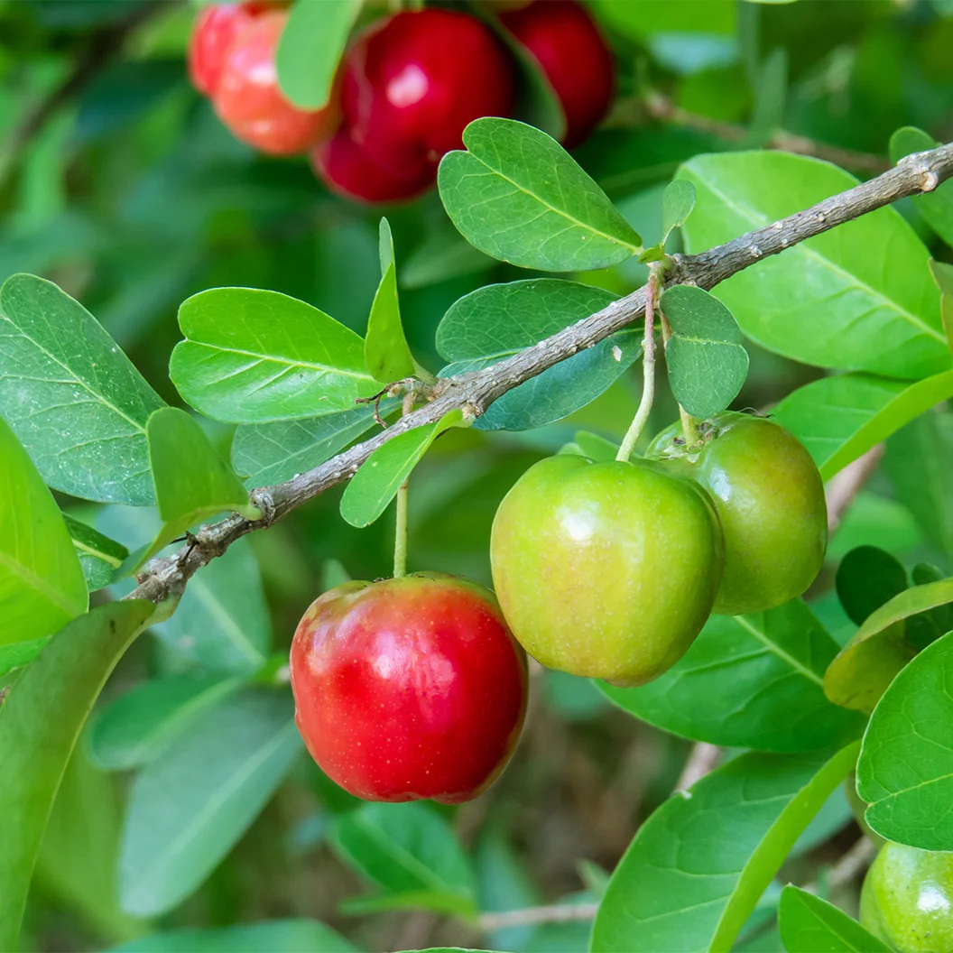 Dwarf Barbados Cherry Shrub 2 Dwarf Barbados Cherry Shrub