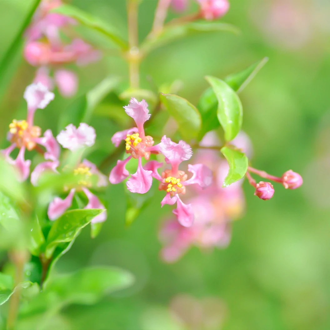 Dwarf Barbados Cherry Shrub 3 Dwarf Barbados Cherry Shrub