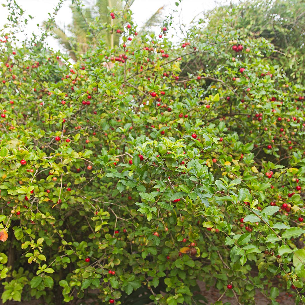 Dwarf Barbados Cherry Shrub 4 Dwarf Barbados Cherry Shrub
