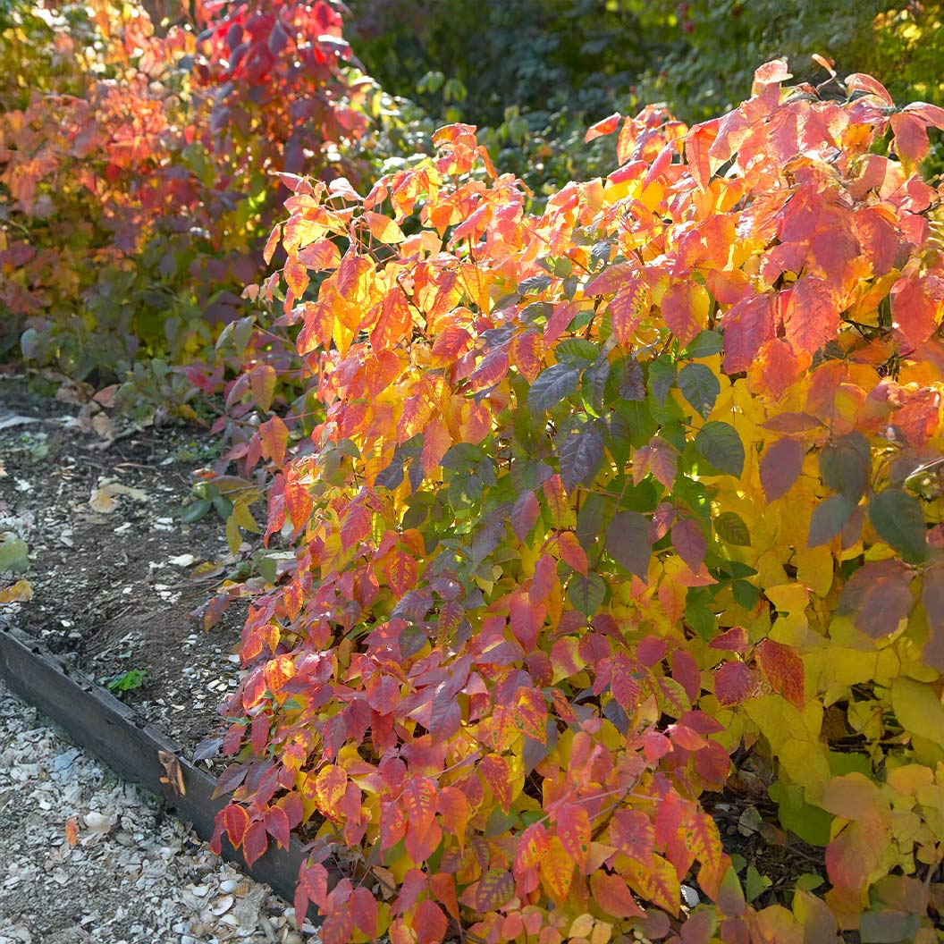 Aromatic Sumac Shrub