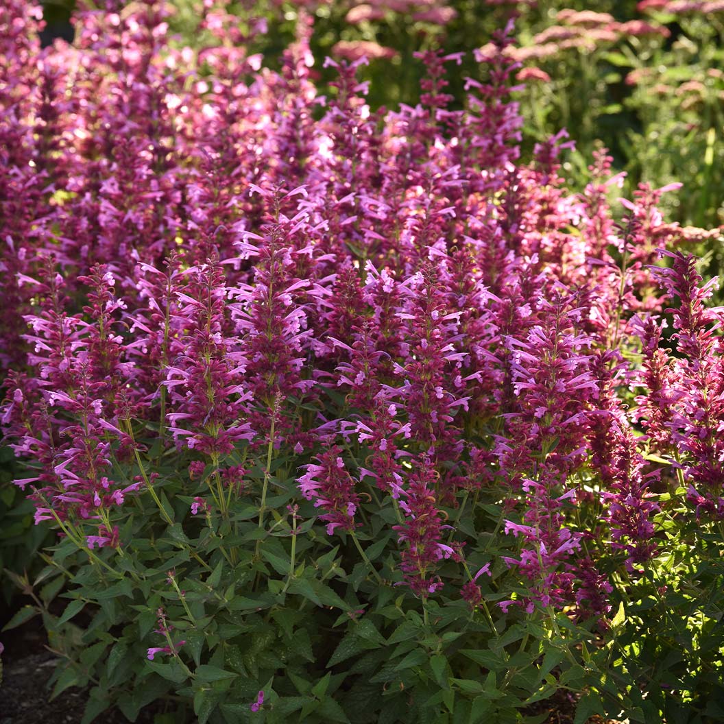 Summerlong™ Magenta Agastache Plant 2 Summerlong™ Magenta Agastache Plant