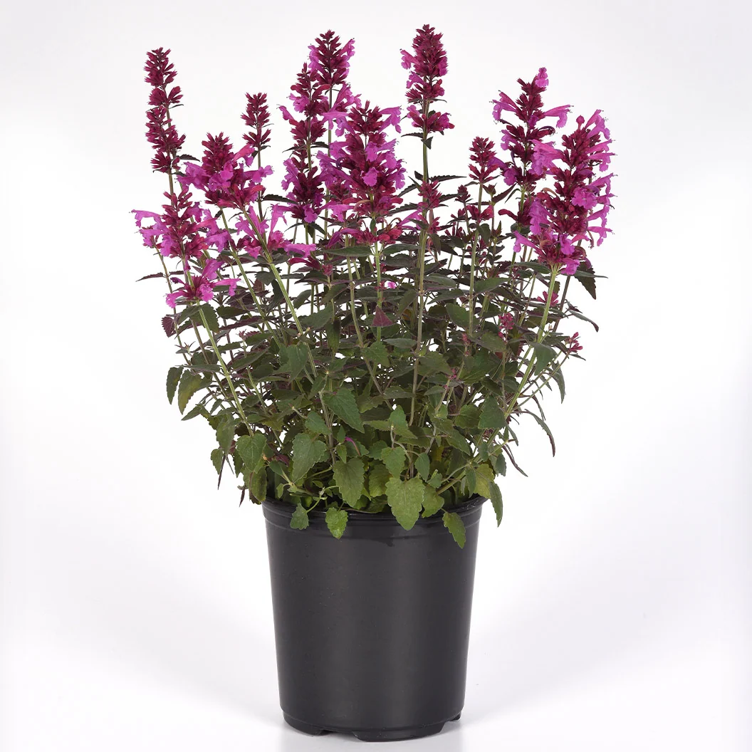 Summerlong™ Magenta Agastache Plant 3 Summerlong™ Magenta Agastache Plant