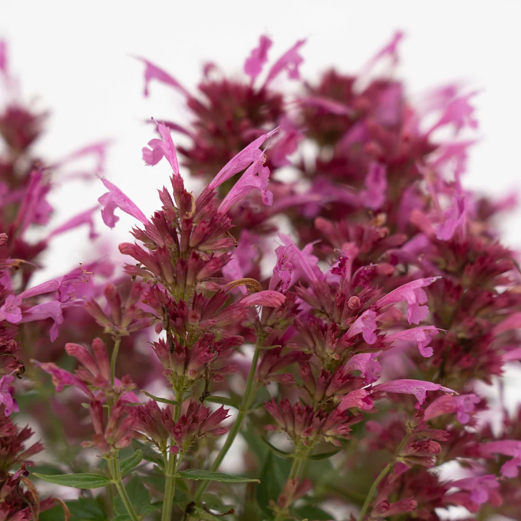 Summerlong™ Magenta Agastache Plant 4 Summerlong™ Magenta Agastache Plant