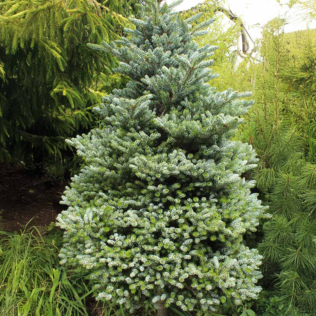 Ice Breaker Korean Fir Shrub 2 Ice Breaker Korean Fir Shrub