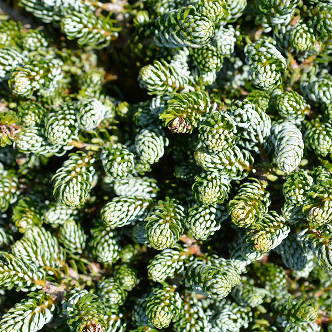 Ice Breaker Korean Fir Shrub 3 Ice Breaker Korean Fir Shrub
