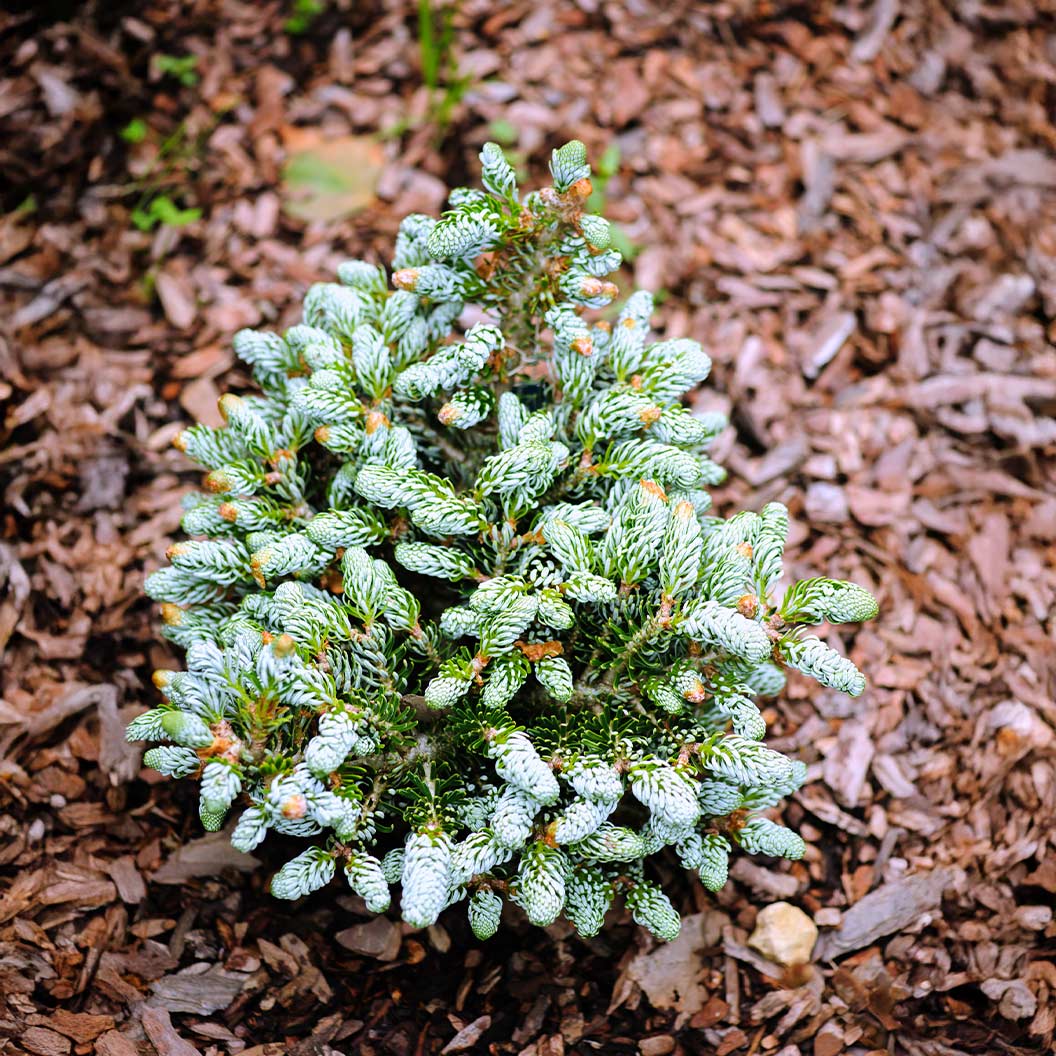 Ice Breaker Korean Fir Shrub 4 Ice Breaker Korean Fir Shrub