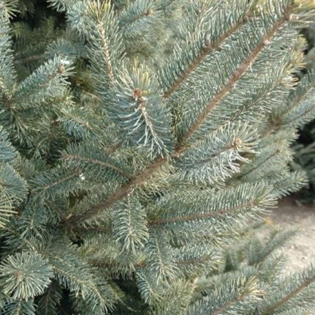 Ice Breaker Korean Fir Shrub 5 Ice Breaker Korean Fir Shrub
