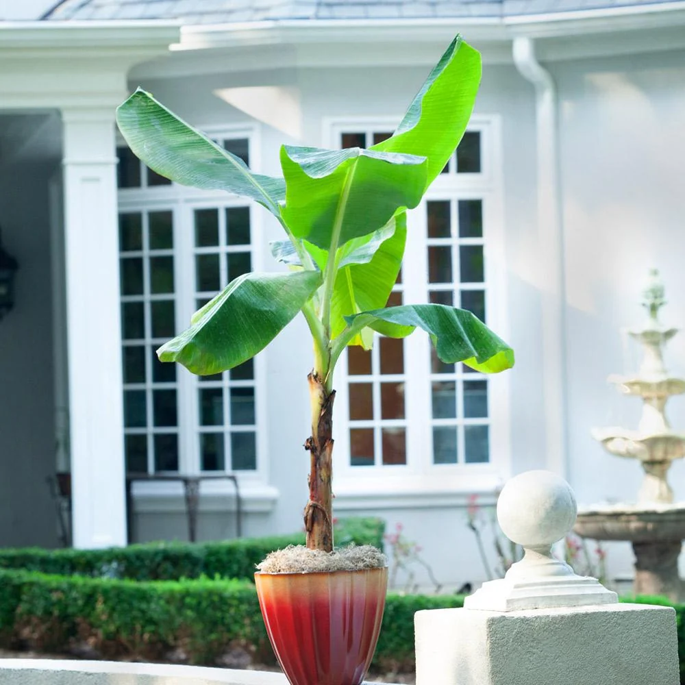 Ice Cream Banana Tree 2 Ice Cream Banana Tree