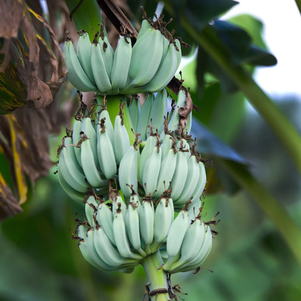Ice Cream Banana Tree 3 Ice Cream Banana Tree