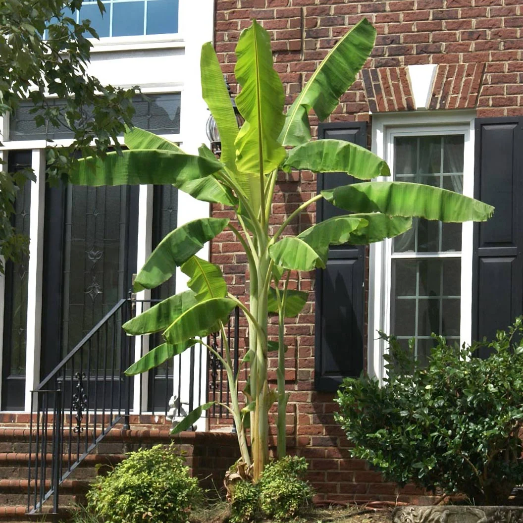 Ice Cream Banana Tree 4 Ice Cream Banana Tree