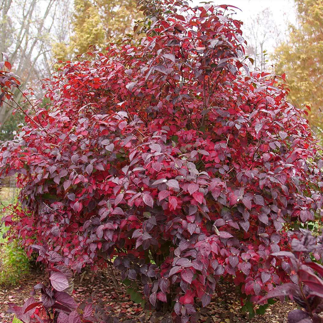 Proven Winners® Spice Girl Korean Spice Viburnum Shrub