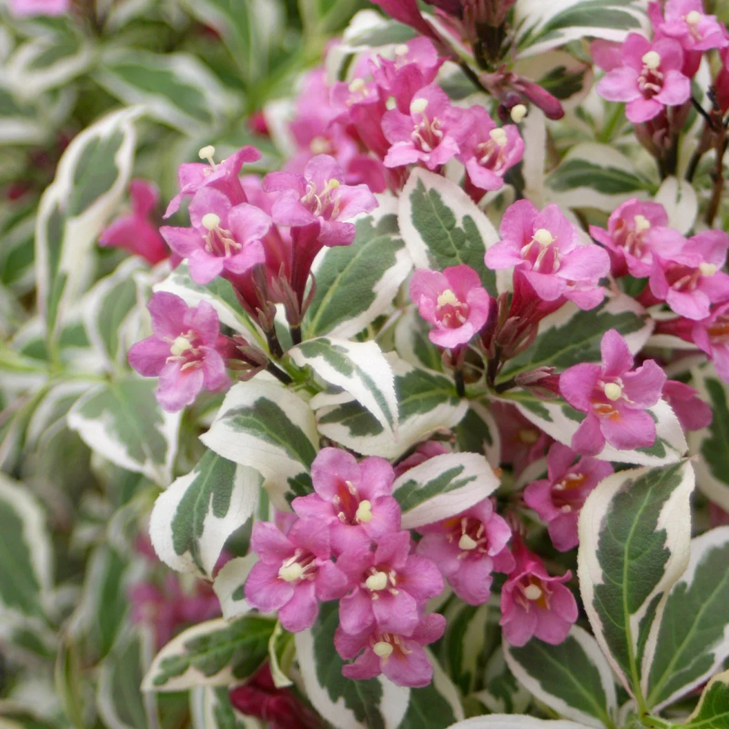 Proven Winners® My Monet Weigela Shrub 1 Proven Winners® My Monet Weigela Shrub