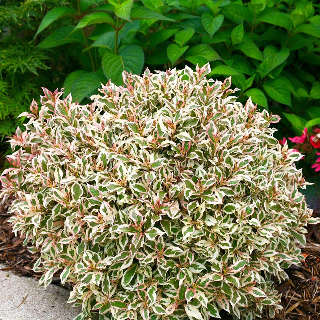 Proven Winners® My Monet Weigela Shrub 3 Proven Winners® My Monet Weigela Shrub