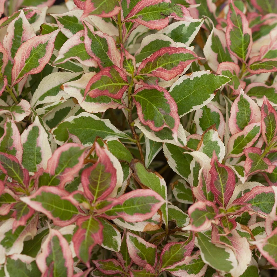 Proven Winners® My Monet Weigela Shrub 4 Proven Winners® My Monet Weigela Shrub