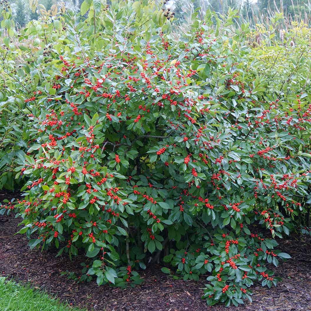 Proven Winners® Berry Heavy Winterberry Holly Shrub 2 Proven Winners® Berry Heavy Winterberry Holly Shrub