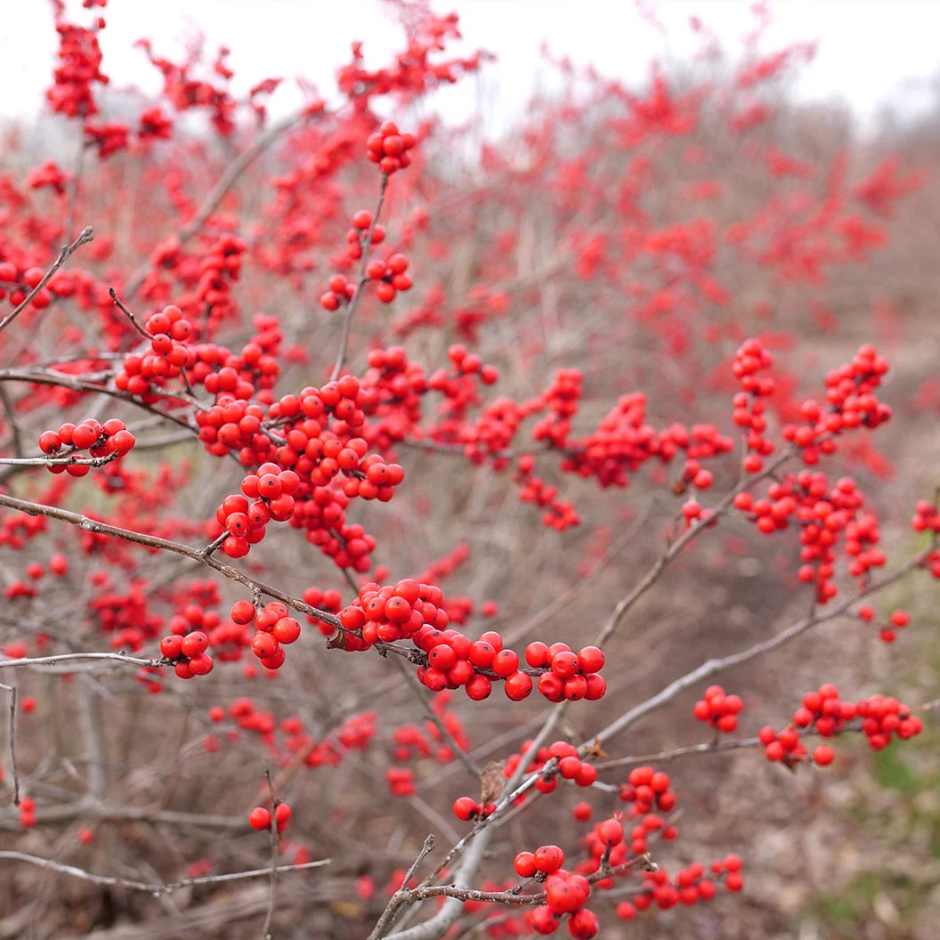 Proven Winners® Berry Heavy Winterberry Holly Shrub 3 Proven Winners® Berry Heavy Winterberry Holly Shrub