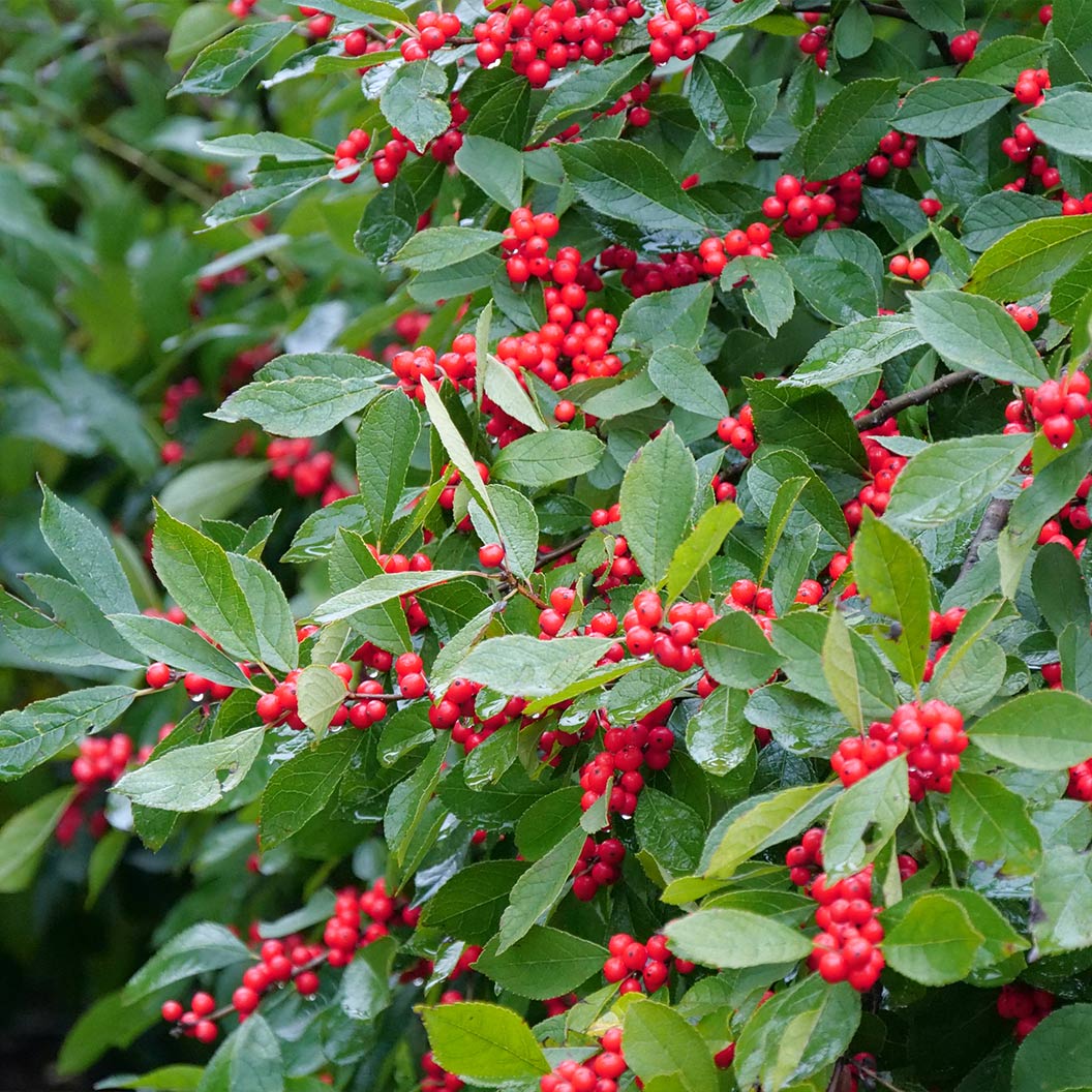 Proven Winners® Berry Heavy Winterberry Holly Shrub 4 Proven Winners® Berry Heavy Winterberry Holly Shrub