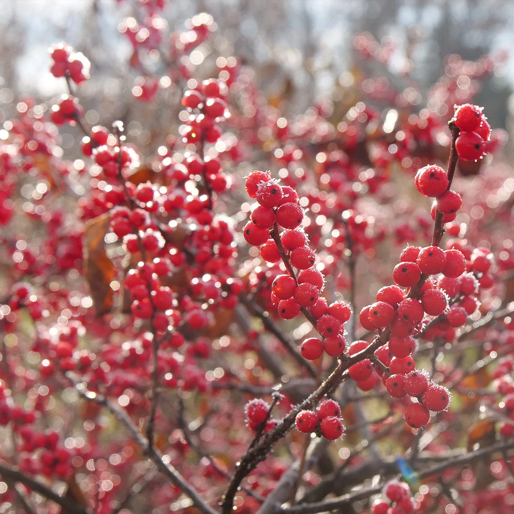 Proven Winners® Berry Heavy Winterberry Holly Shrub 5 Proven Winners® Berry Heavy Winterberry Holly Shrub