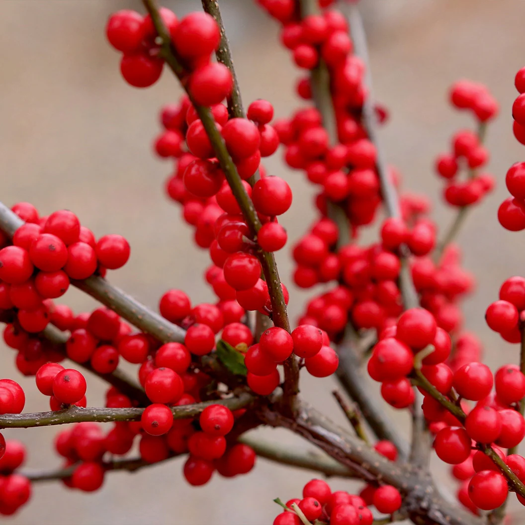 Proven Winners® Berry Heavy Winterberry Holly Shrub 6 Proven Winners® Berry Heavy Winterberry Holly Shrub