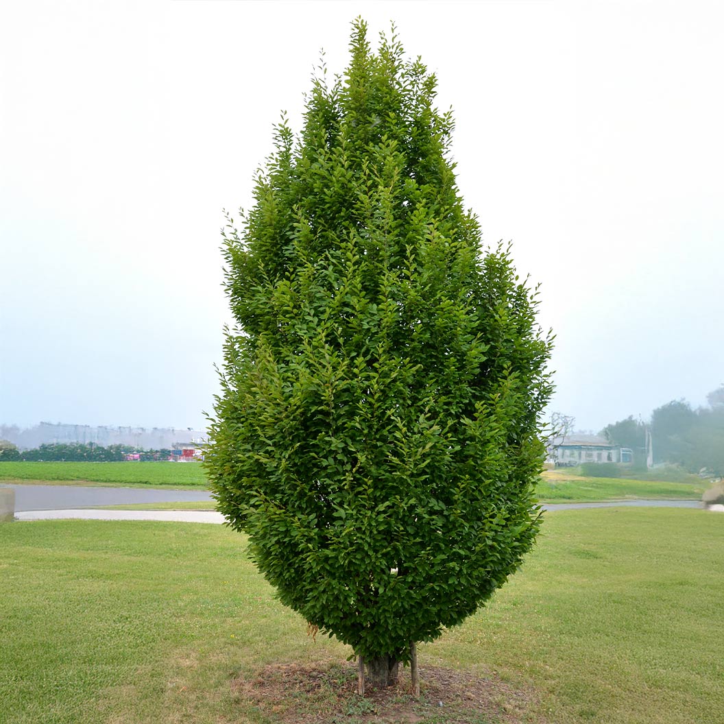 Skylark® Hornbeam Tree