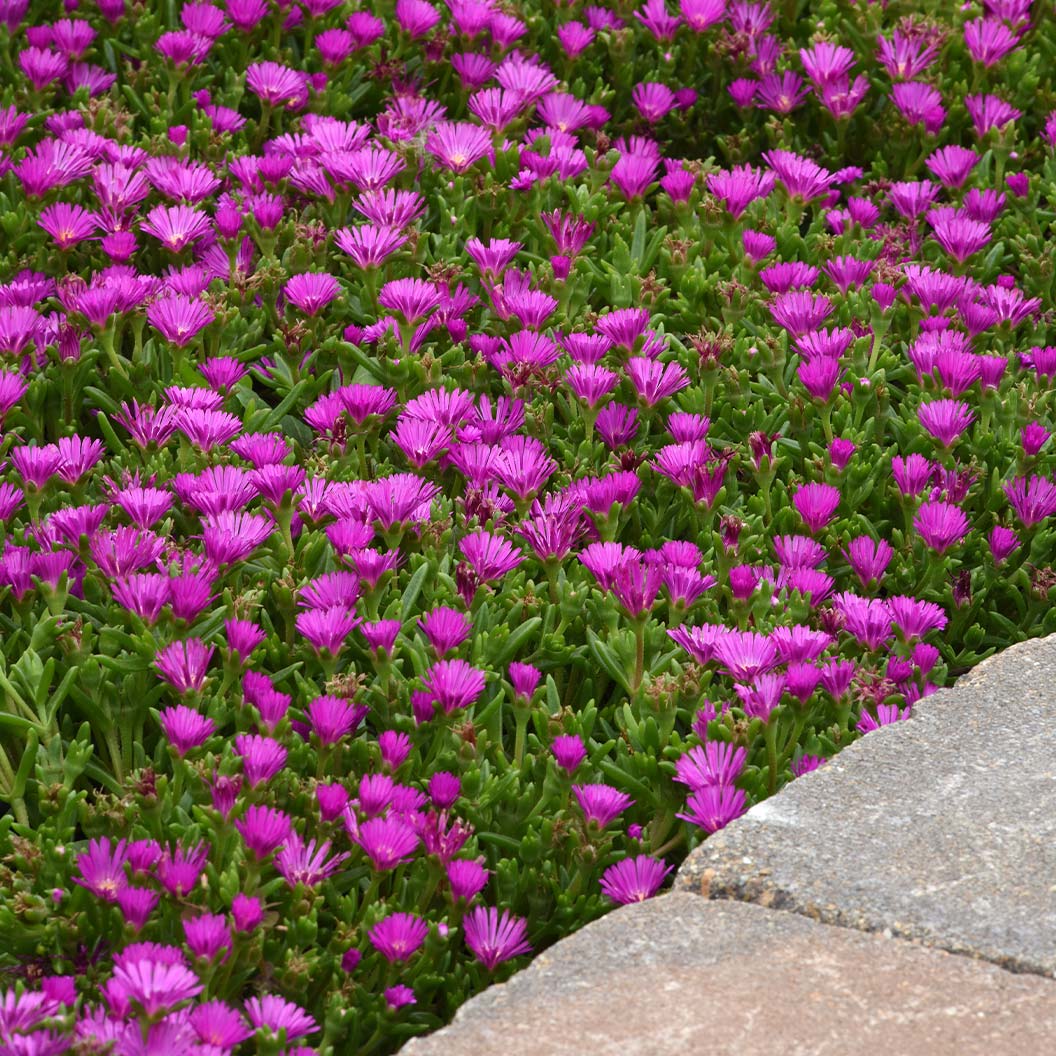 Proven Winners® Ocean Sunset™ Violet Flare Ice Plant 1 Proven Winners® Ocean Sunset™ Violet Flare Ice Plant