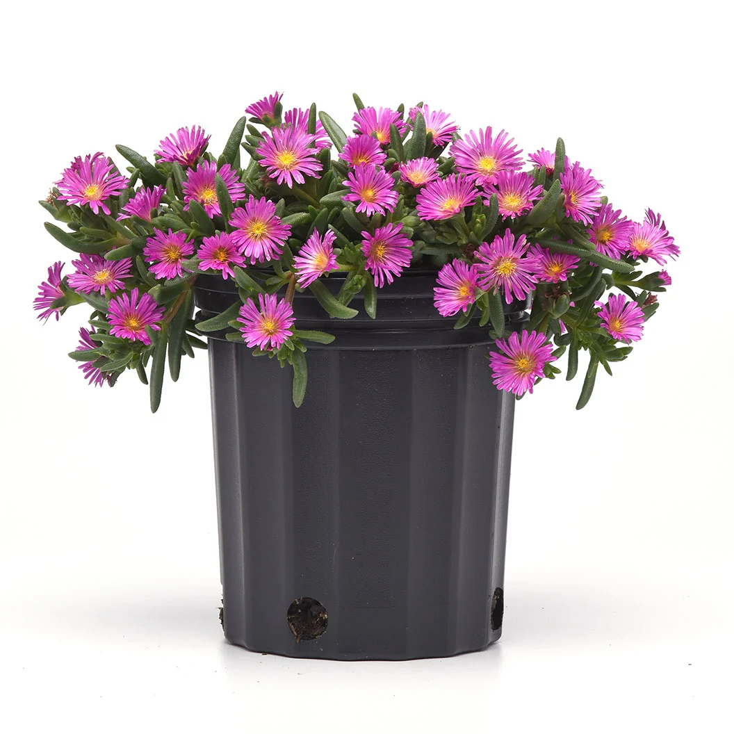 Proven Winners® Ocean Sunset™ Violet Flare Ice Plant 3 Proven Winners® Ocean Sunset™ Violet Flare Ice Plant