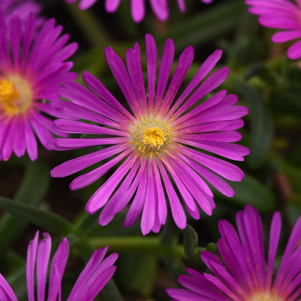 Proven Winners® Ocean Sunset™ Violet Flare Ice Plant 4 Proven Winners® Ocean Sunset™ Violet Flare Ice Plant