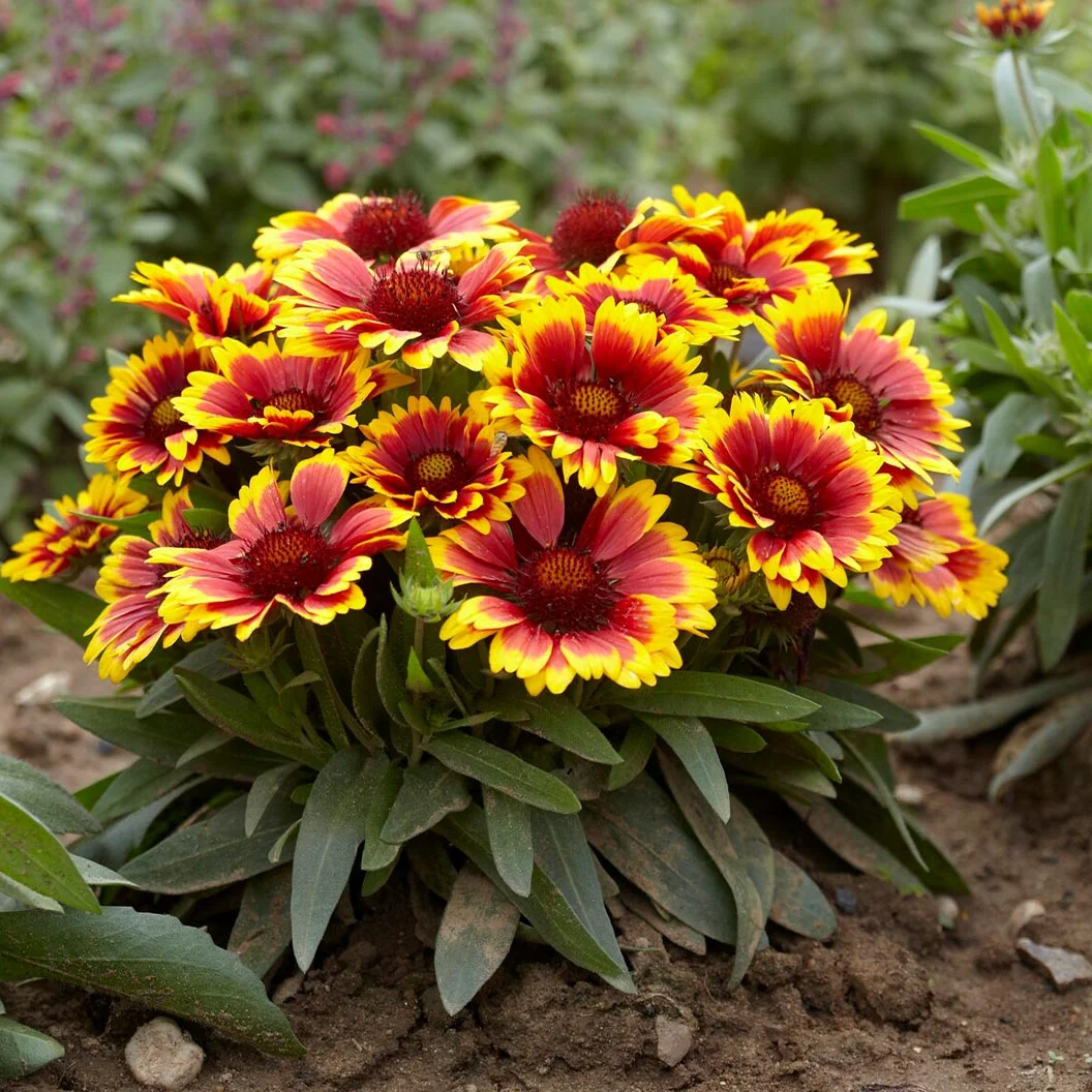 Arizona Sun Gaillardia Plant