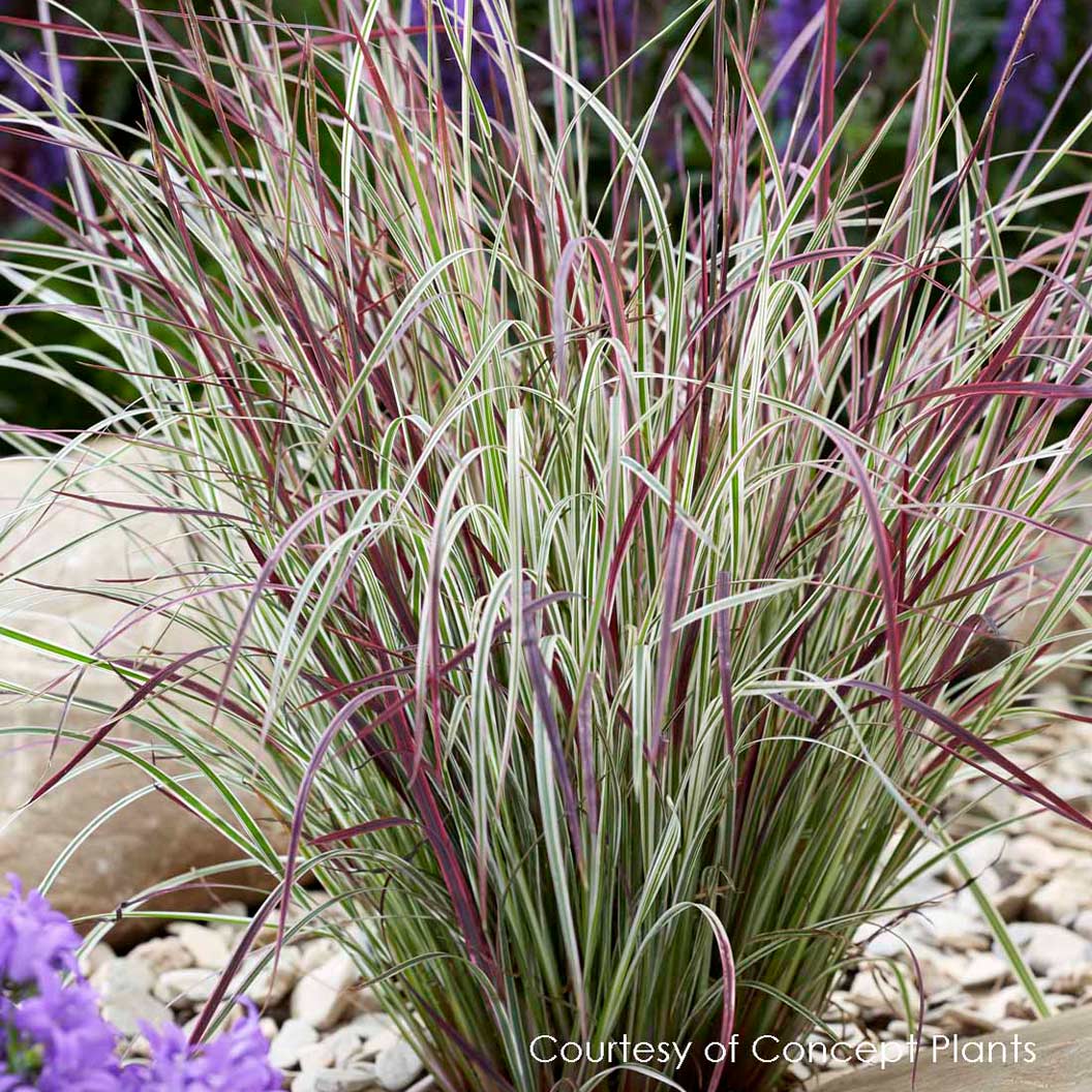 Chameleon Little Bluestem Shrub 2 Chameleon Little Bluestem Shrub