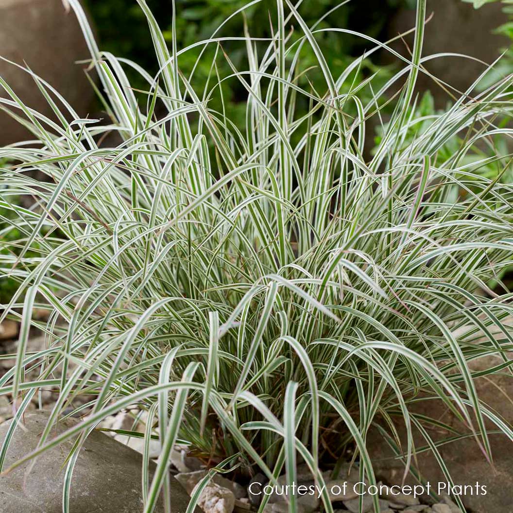 Chameleon Little Bluestem Shrub 3 Chameleon Little Bluestem Shrub