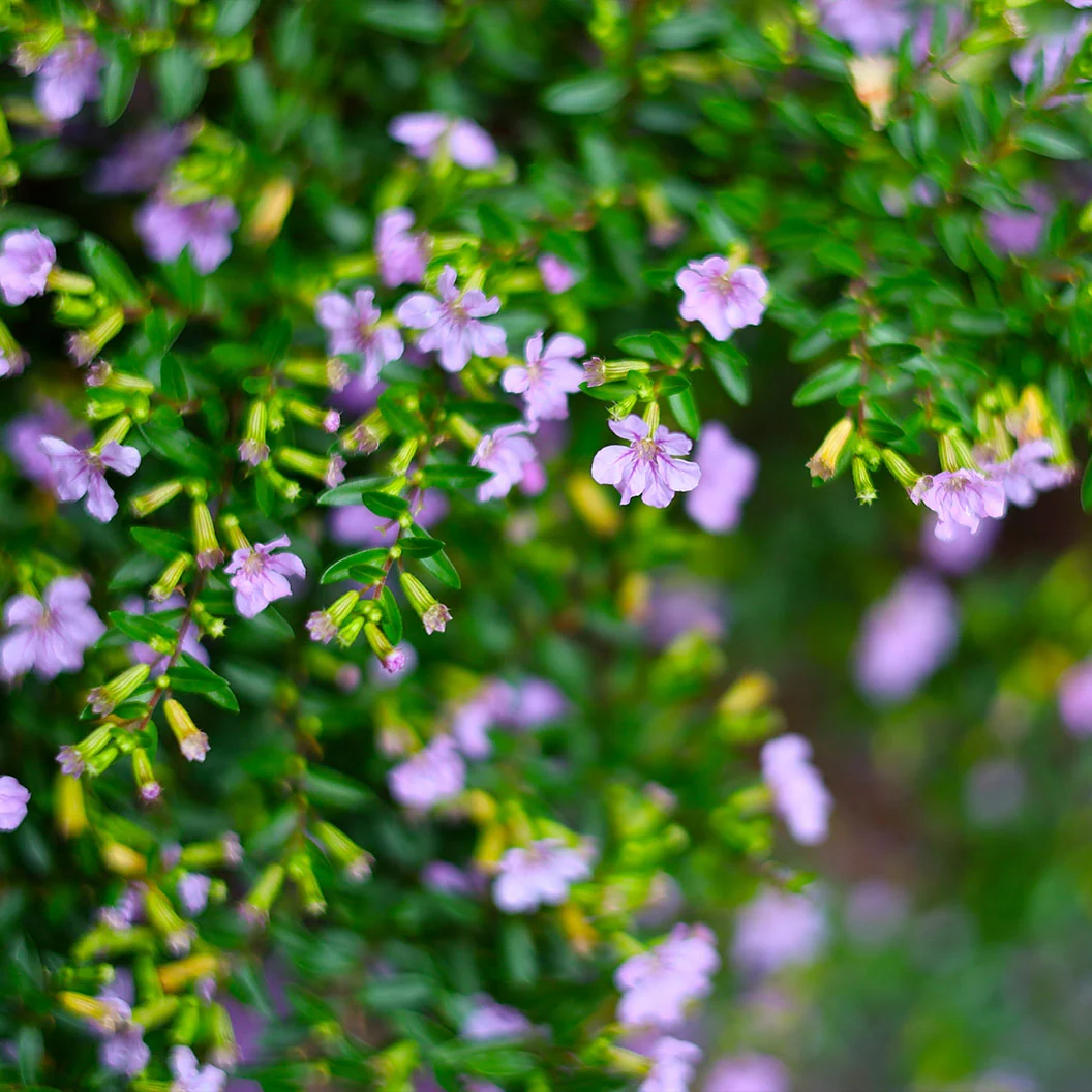 Mexican Heather Shrub 1 Mexican Heather Shrub