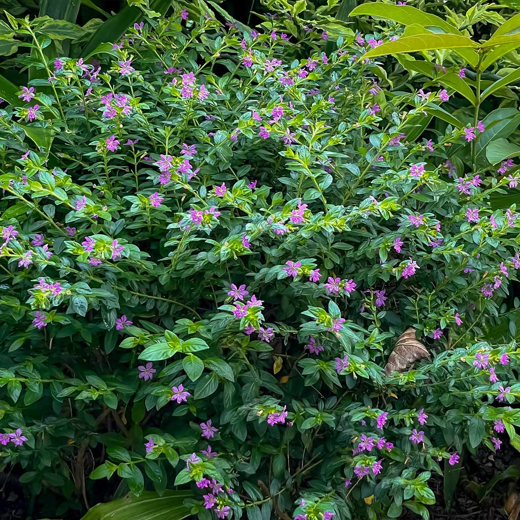 Mexican Heather Shrub 3 Mexican Heather Shrub